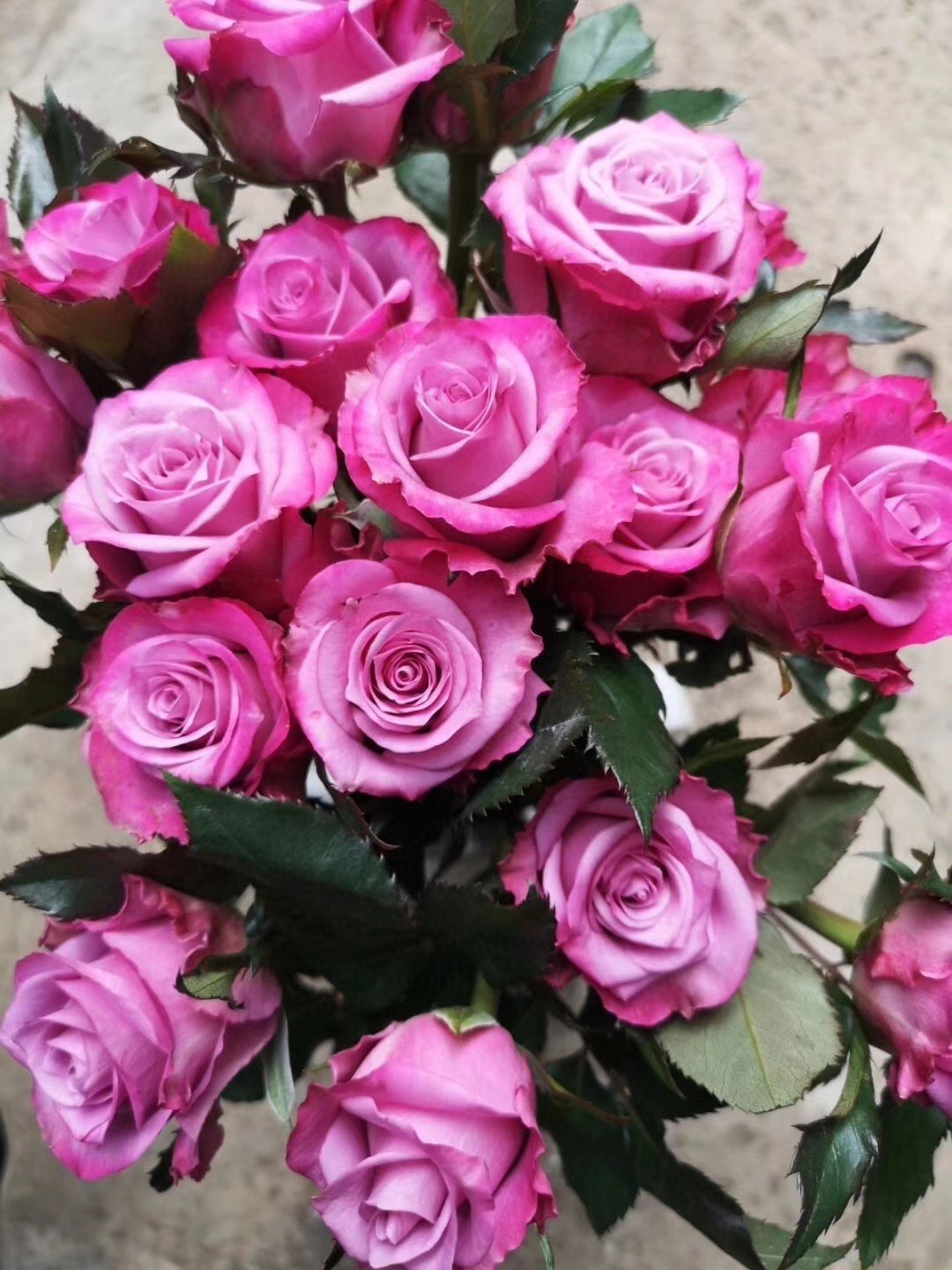 嫣然玫瑰一扎1820支包邮