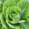 【基地直发】 有机大白菜6斤装10斤装欧盟认证包邮 商品缩略图5