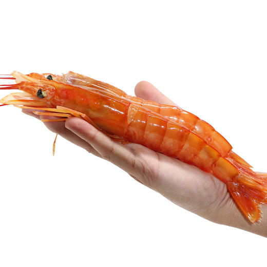 【预售|4斤】l1阿根廷进口红虾(4斤)