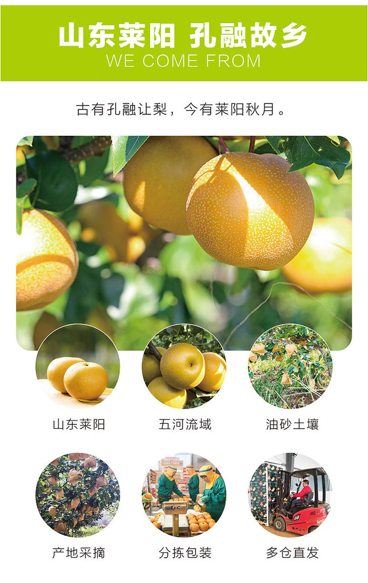 莱阳冰糖秋月梨45斤润甜细腻脆嫩爆汁嫩白无渣彩箱装顺丰包邮