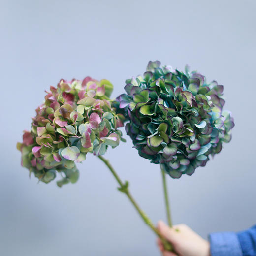 「单品花材」荷兰和哥伦比亚绣球 商品图1