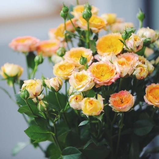 【读本鲜花】多头玫--浪漫爱人45元一扎