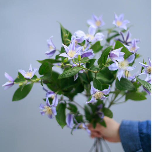 「单品花材」铁线莲 商品图0