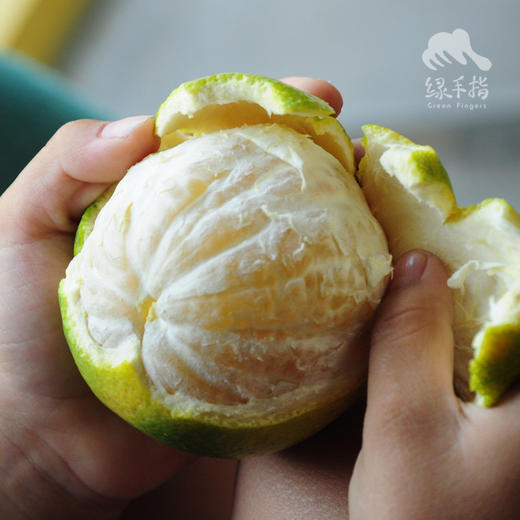 生态柳丁| 合作生产 *Eco-Orange | Partner Production 商品图2