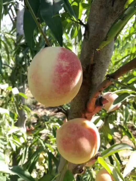 【BH】【JZ】【城·食配】金秋蜜桃  约5斤 商品图2