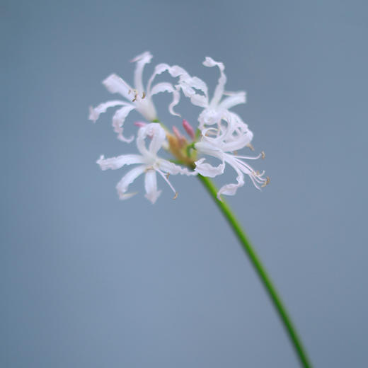 「单品花材」石蒜 商品图1