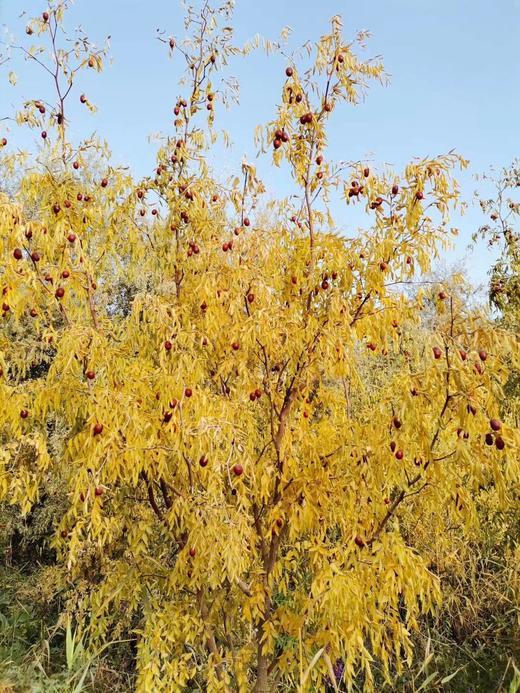 生态种植始于2008年，如今第18个年头，自然农法第12年——新疆桃花石骏枣500g 商品图2