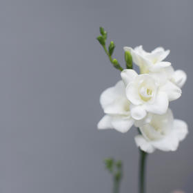 「单品花材」香雪兰