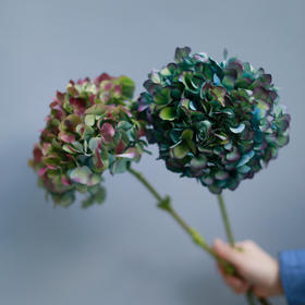 「单品花材」荷兰和哥伦比亚绣球