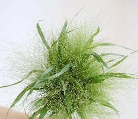 国产花材-【喷泉草】