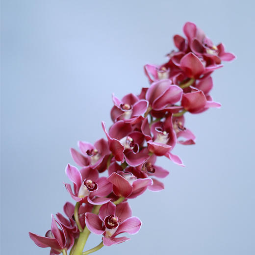 「单品花材」大花蕙兰 商品图4