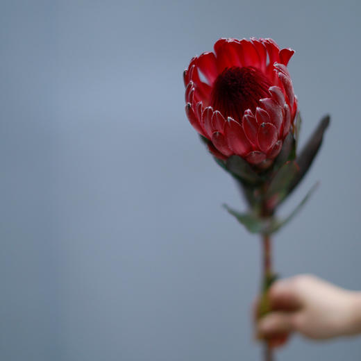 「单品花材」公主 商品图0