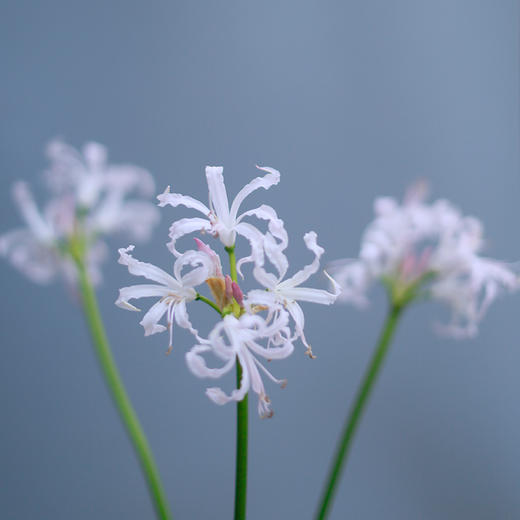 「单品花材」石蒜 商品图0