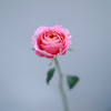 「单品花材」肯尼亚玫瑰 商品缩略图0
