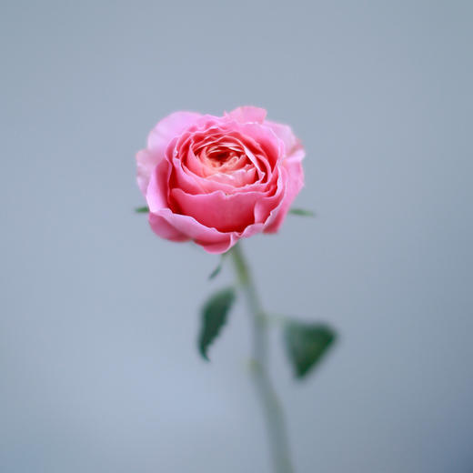 「单品花材」肯尼亚玫瑰 商品图0