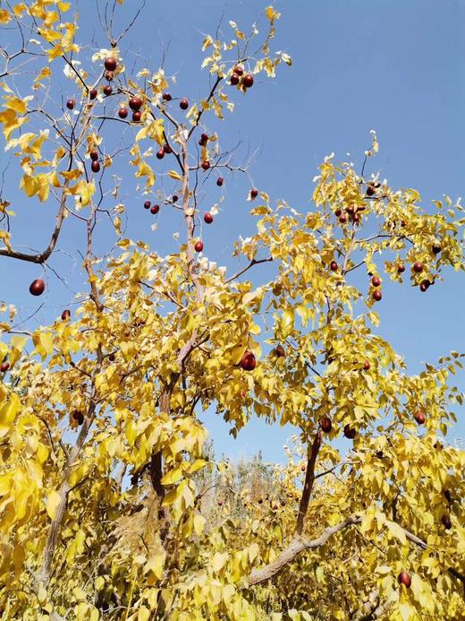 生态种植始于2008年，如今第18个年头，自然农法第12年——新疆桃花石骏枣500g 商品图3