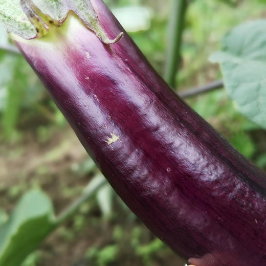 竹丝茄 皮嫩肉松,口感软糯