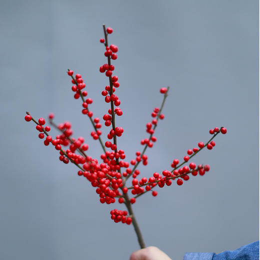 「单品花材」冬青 商品图0