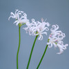 「单品花材」石蒜 商品缩略图2
