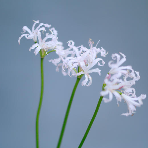 「单品花材」石蒜 商品图2