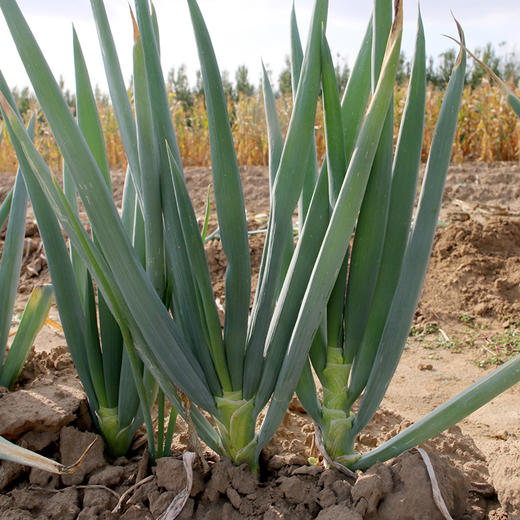 【包邮】密农人家农家自种大葱  脆嫩微辣  葱味浓郁  5斤 商品图1