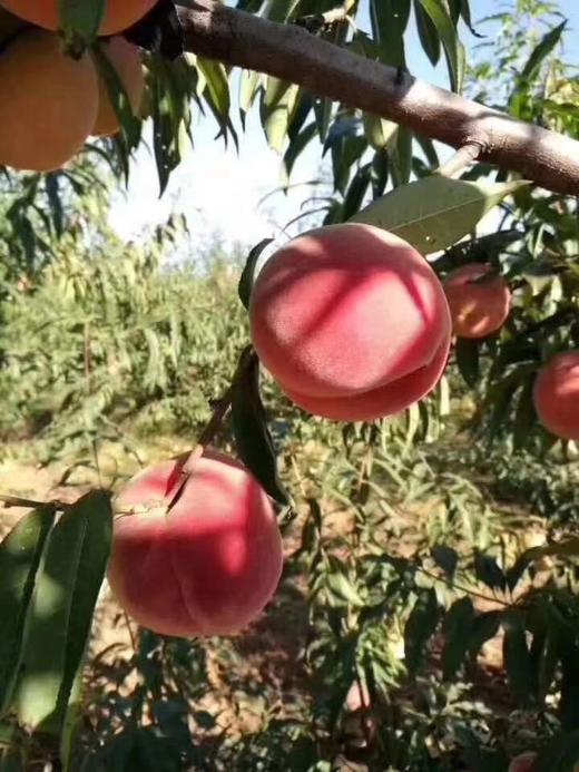 【BH】【JZ】【城·食配】金秋蜜桃  约5斤 商品图1