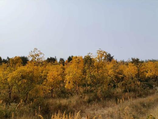 生态种植始于2008年，如今第18个年头，自然农法第12年——新疆桃花石骏枣500g 商品图4