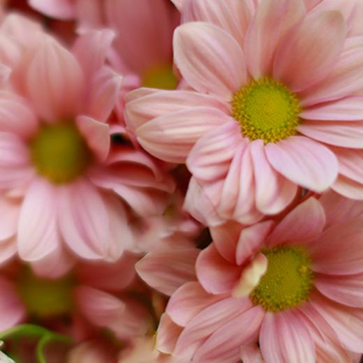 「单品花材」小雏菊 商品图0