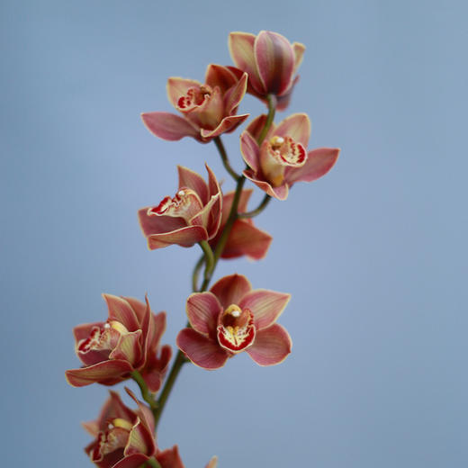 「单品花材」大花蕙兰 商品图2