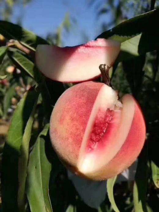 【BH】【JZ】【城·食配】金秋蜜桃  约5斤 商品图0