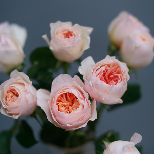 「单品花材」奥斯丁 商品图2