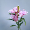 「单品花材」重瓣百合 商品缩略图0