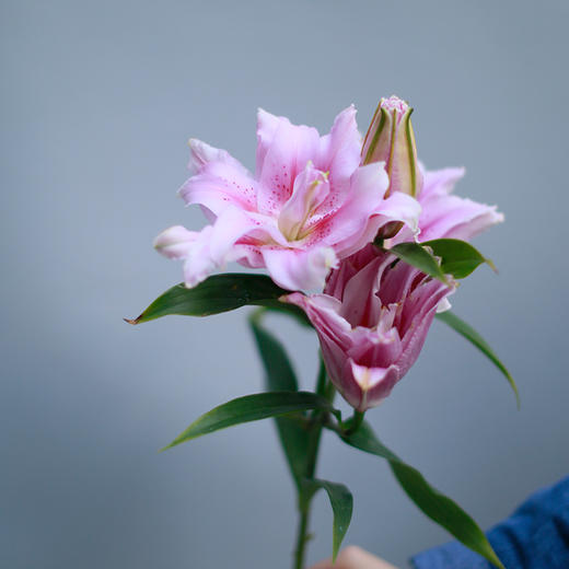 「单品花材」重瓣百合 商品图1