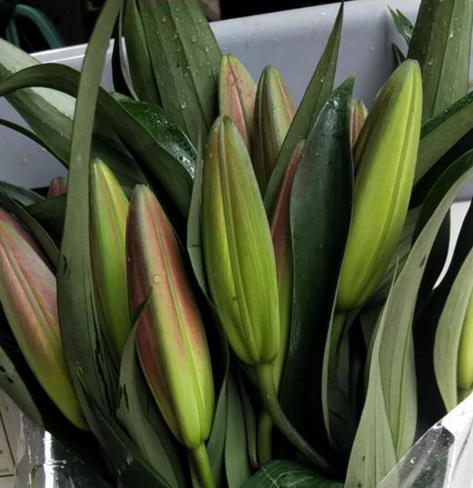 yss百合普拉芬多3头