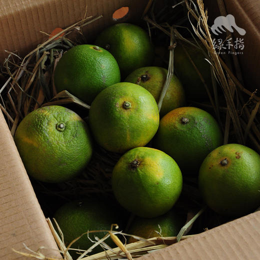 生态柳丁| 合作生产 *Eco-Orange | Partner Production 商品图3