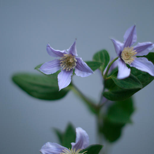 「单品花材」铁线莲 商品图1