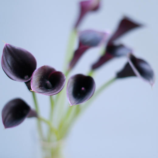 「单品花材」马蹄莲 商品图2