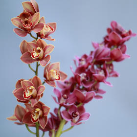 「单品花材」大花蕙兰