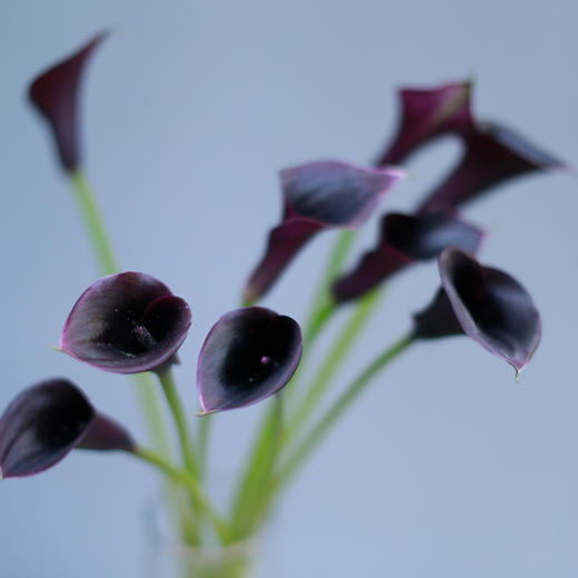 「单品花材」马蹄莲 商品图0