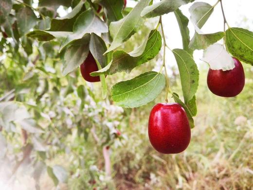 生态种植始于2008年，如今第18个年头，自然农法第12年——新疆桃花石骏枣500g 商品图7