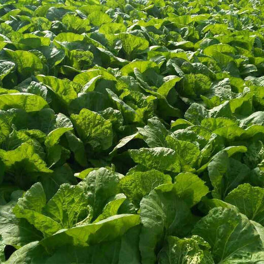 【基地直发】 有机大白菜6斤装10斤装欧盟认证包邮 商品图2