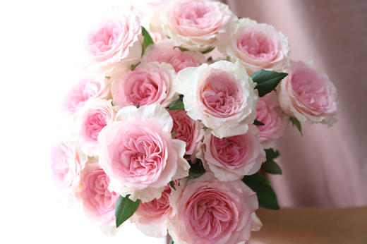 洛神【你的名字 ，是我见过zui短的情诗】简小姐精选  “玫瑰中的爱马仕” A级新品 浪漫水粉色奥斯汀玫瑰  洛神9+1枝(防花损） 2束包邮 下单后72小时内发货 商品图2