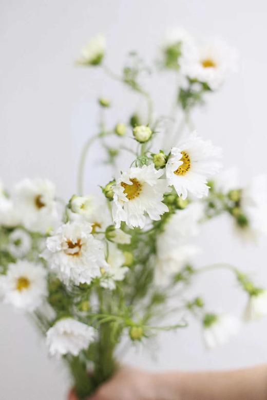 【怜取眼前人】格桑花 多色可选  若干枝/扎 商品图4