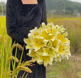 【AB级黄天霸百合】3头3支9朵/份