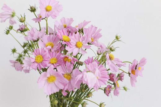 【怜取眼前人】格桑花 多色可选  若干枝/扎 商品图2