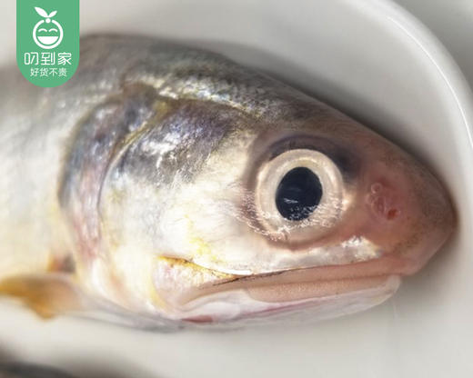 【叼鲜】冰鲜台湾午鱼（已杀）/2条（约300-350g） 商品图4