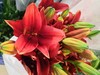 百合-红宝石-三头-10枝/扎 商品缩略图1