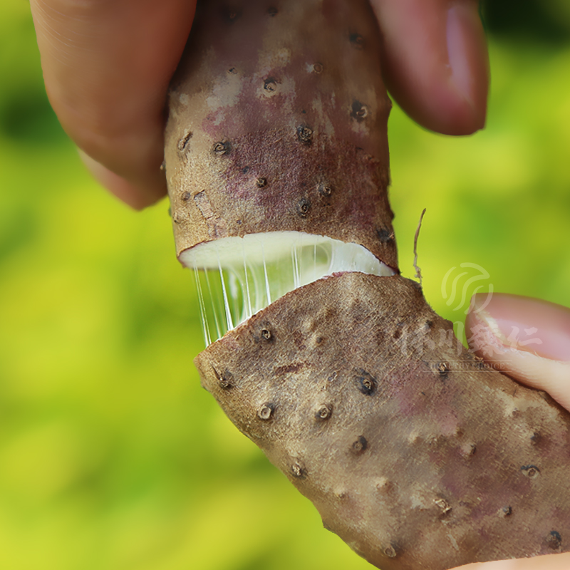 怀川臻仁 垆土铁棍山药5斤政府箱