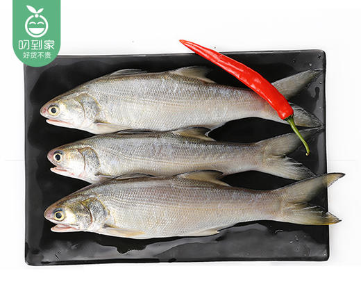 【叼鲜】冰鲜台湾午鱼（已杀）/2条（约300-350g） 商品图1