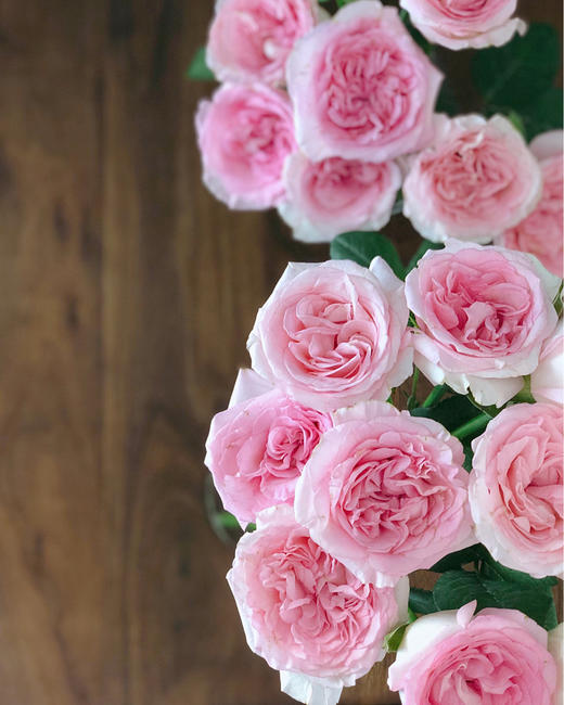 洛神【你的名字 ，是我见过zui短的情诗】简小姐精选  “玫瑰中的爱马仕” A级新品 浪漫水粉色奥斯汀玫瑰  洛神9+1枝(防花损） 2束包邮 下单后72小时内发货 商品图4